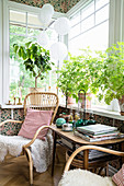Plants on windowsill and rattan armchairs in conservatory