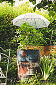 Umbrella protecting tomatoes planted in metal drum from rain