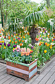 Tulip garden and raised bed made from reclaimed wood in foreground