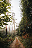 Landstraße durch den nebligen Herbstwald