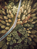 Bird's-eye view of road running through woods