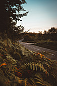 Ferns beside country road at twilight