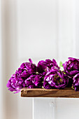 'Purple peony' tulips on table