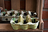 Seedlings sprouting in egg boxes