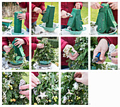 Instructions for making arrangement shaped like a Christmas tree