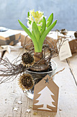 Arrangement of flowering hyacinth in glass pot decorated with larch cones