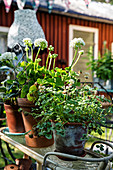 White-flowering geraniums and clover in terracotta pots on vintage plant stand