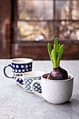 Hyacinths planted in mug