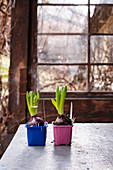 Hyacinths in colourful plastic pots