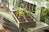 Hyacinth bulbs in compartments of tray on garden bench