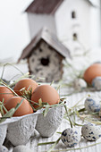 Eggs in egg box next to quail eggs