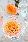 Rose in der Vase