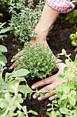 Hands planting thyme plant in herb bed
