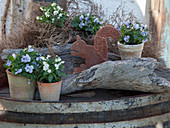 Rustic arrangement of rusty squirrel ornament and potted violas