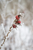 Branch of rose hips covered in hoarfrost in wintry garden