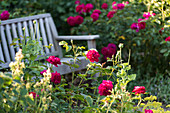 Wooden bench in the garden between flowering roses