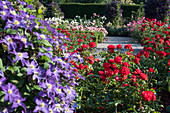 Roses and clematis in combination