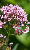 Sechsfleck-Widderchen auf Verbenen-Blüte