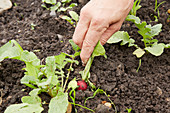 Pulling a radish from the soil
