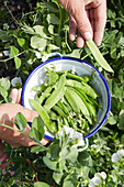 Harvesting sugar-snap peas