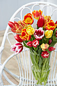 Tulipa L 4-5, Tulipa Buis 9513-L-112,Tulipa Mel B0093-17-2, Tulipa REM 94-334-32-02-B, Tulipa Mel B0083-15-1, Tulipa D9 90-16-8