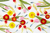 Frühlingscollage mit Tulpen, Primeln,Traubenhyazinthen und Mimosen