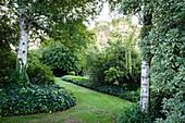Lawn path surrounded by ivy bed in the garden