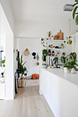 Many houseplants and vintage accessories in bright, white, open-plan kitchen