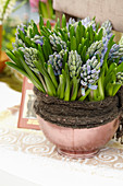 Hyacinthus arrangement