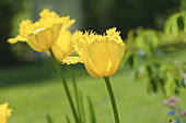 Gelb blühende Tulpe
