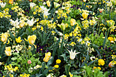 Frühlingsbeet mit Tulpen und Goldlack