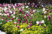 Colorful tulip bed