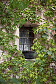 Barred window of house covered with Virginia creeper