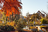 Herbstlicher Garten mit Teich in der Morgensonne (Kreislehrgarten, Steinfurt, Deutschland)