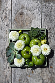 Weiße Pompondahlien, grüne Tomaten und Hauswurz in Holzkiste
