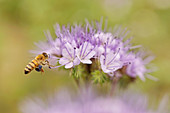 Wild bee on purple tansy