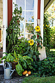 Sunflowers and Swiss chard growing outside summerhouse with lattice windows