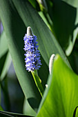 Pickerel weed (Pontederia cordata), blue-flowering aquatic plant