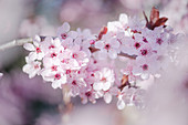 Blütenzweige der Blutpflaume(Prunus cerasifera ‘Nigra’)