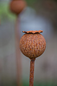 Rusty metal poppy seed head