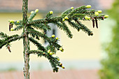 Oriental spruce shoots in spring