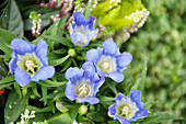 Blaue Blüten vom Enzian