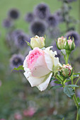 Climbing rose 'Eden Rose 85' (also known as 'Pierre de Ronsard')