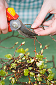 Shoots of beech branches being trimmed with secateurs