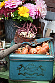 Trowel on old biscuit tin full of flower bulbs in front of vase of flowers