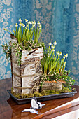 DIY-flowerpot made of birch bark with grape hyacinths