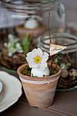 Terracotta pot with lace trim, egg, primula and name tag on a twig