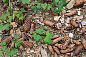 Fir cones on bark mulch