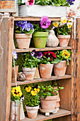Violas in terracotta pots arranged on shelves of small wooden cabinet