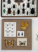 Insect box and butterfly motifs on a canvas as wall decoration